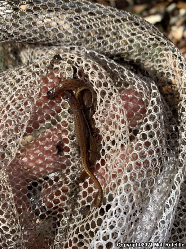 Dwarf Salamander (Eurycea quadridigitata)