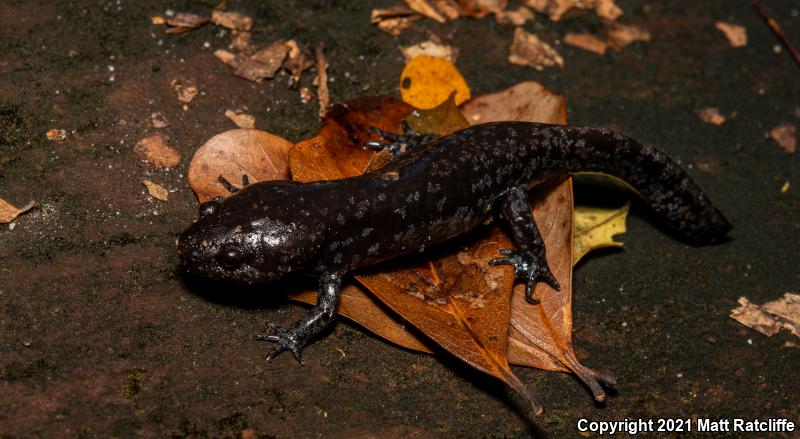 Mole Salamander (Ambystoma talpoideum)