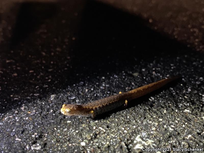 Four-toed Salamander (Hemidactylium scutatum)