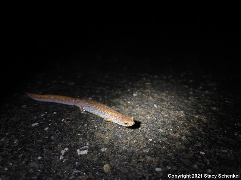 Four-toed Salamander (Hemidactylium scutatum)