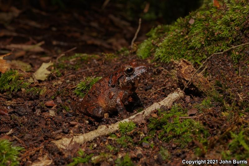 Pigmy Robber Frog (Craugastor pygmaeus)