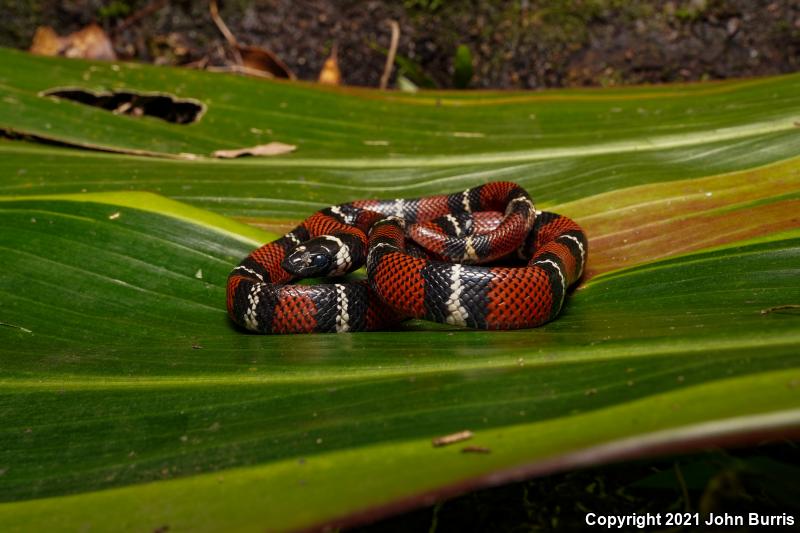 Veracruz Milksnake (Lampropeltis triangulum polyzona)