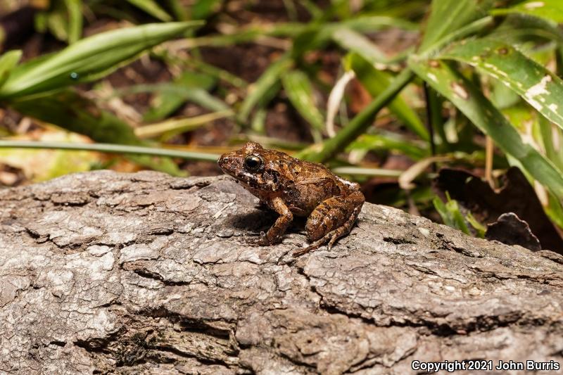 Pigmy Robber Frog (Craugastor pygmaeus)