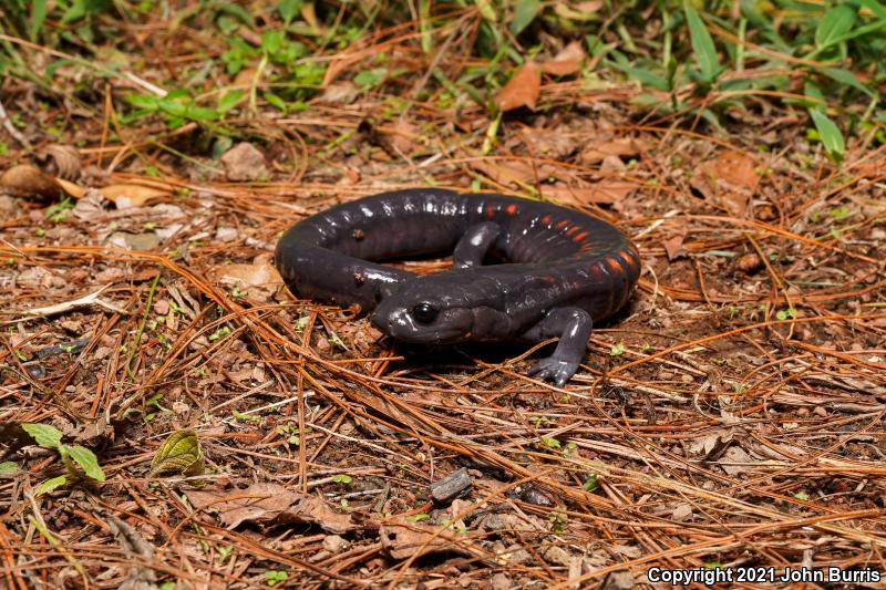 Giant False Brook Salamander (Pseudoeurycea gigantea)