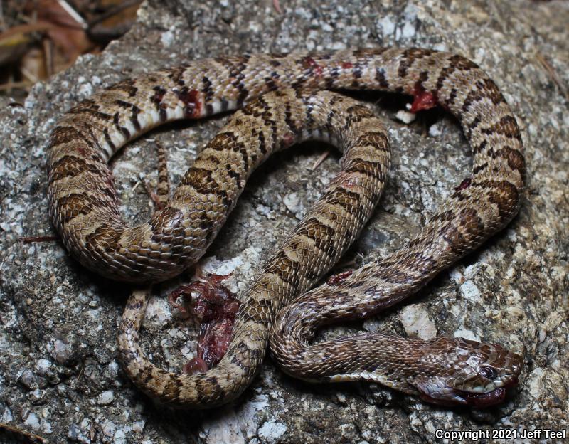 Baja California Lyresnake (Trimorphodon biscutatus lyrophanes)