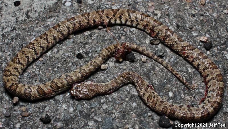 Baja California Lyresnake (Trimorphodon biscutatus lyrophanes)