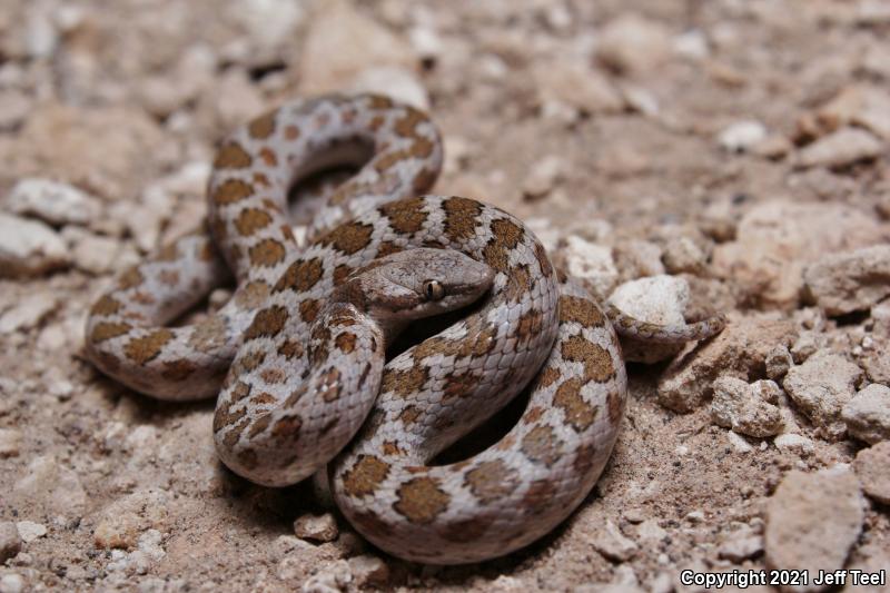 Chihuahuan Nightsnake (Hypsiglena jani)