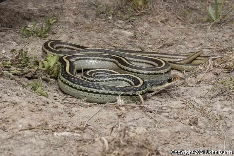 Baird's Patch-nosed Snake (Salvadora bairdi)