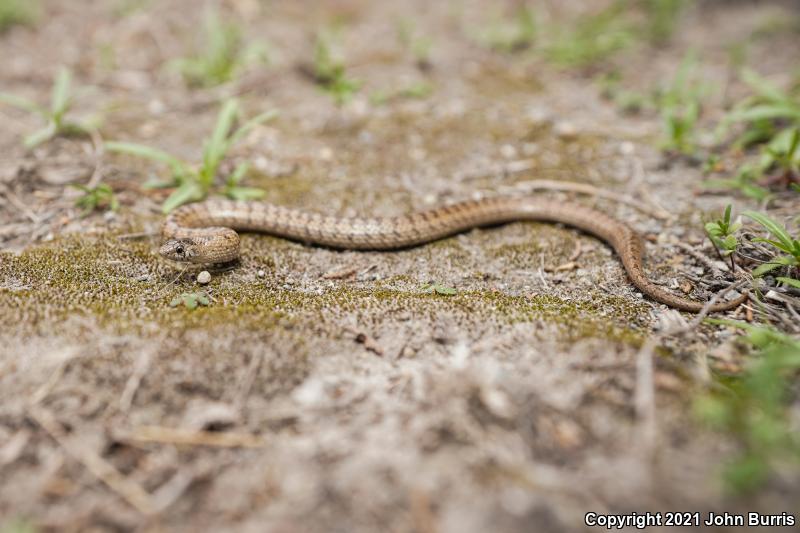 Large-nosed Earthsnake (Conopsis nasus)