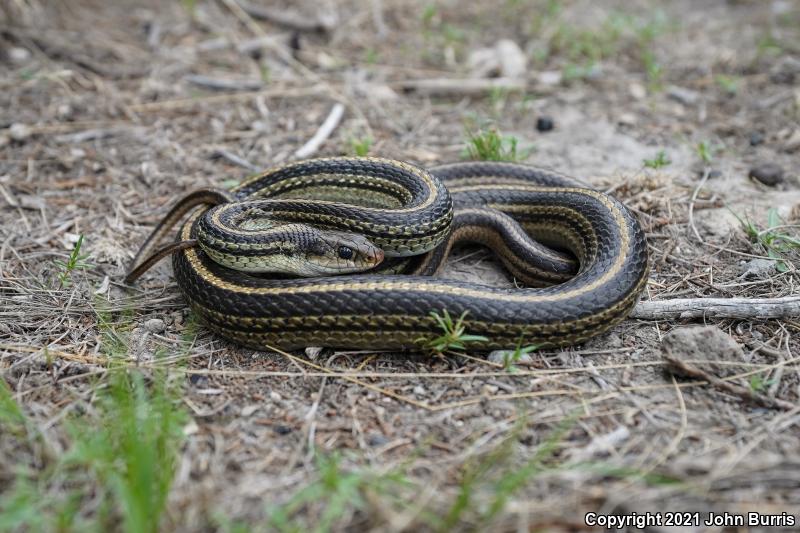 Baird's Patch-nosed Snake (Salvadora bairdi)