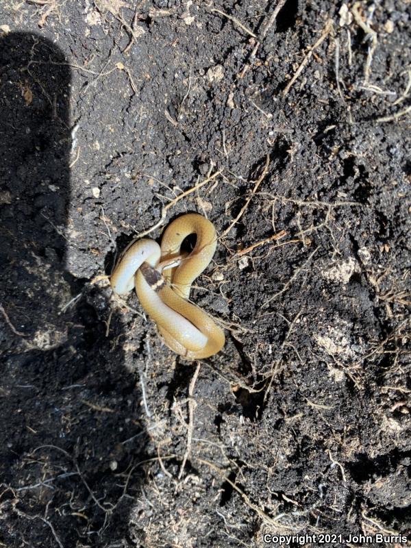 Bocourt's Black-headed Snake (Tantilla bocourti)