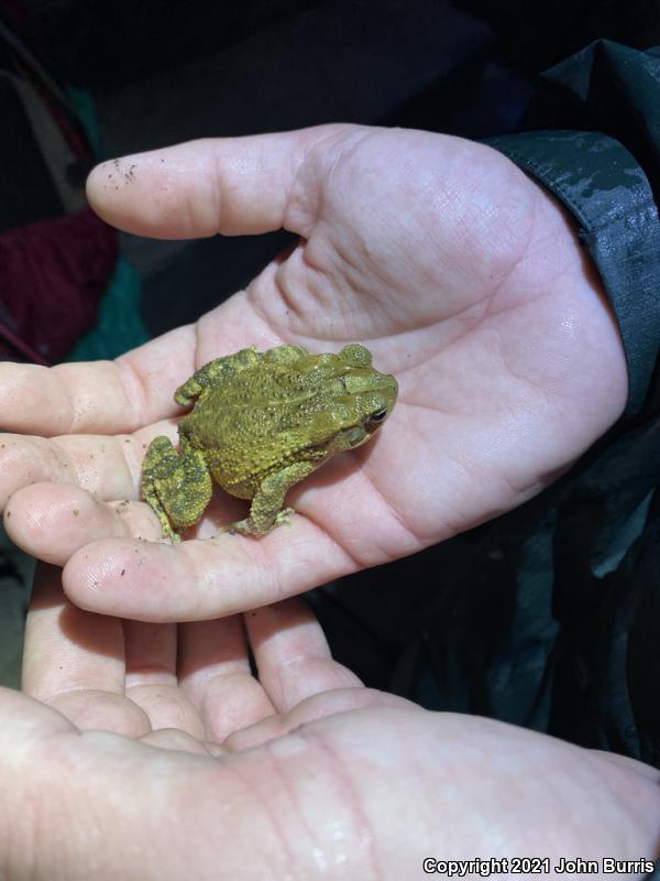 Southern Gulf Coast Toad (Ollotis valliceps)