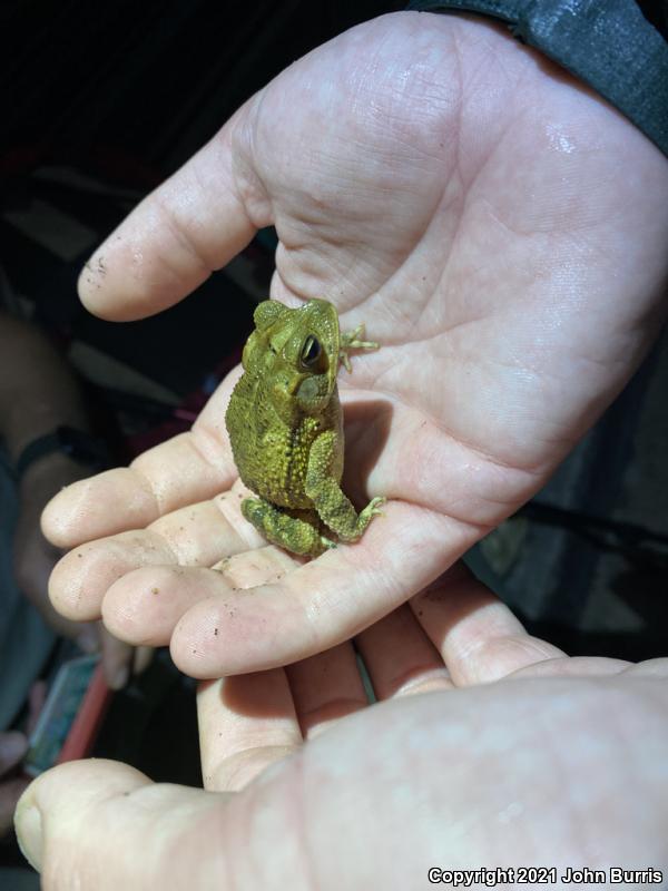 Southern Gulf Coast Toad (Ollotis valliceps)