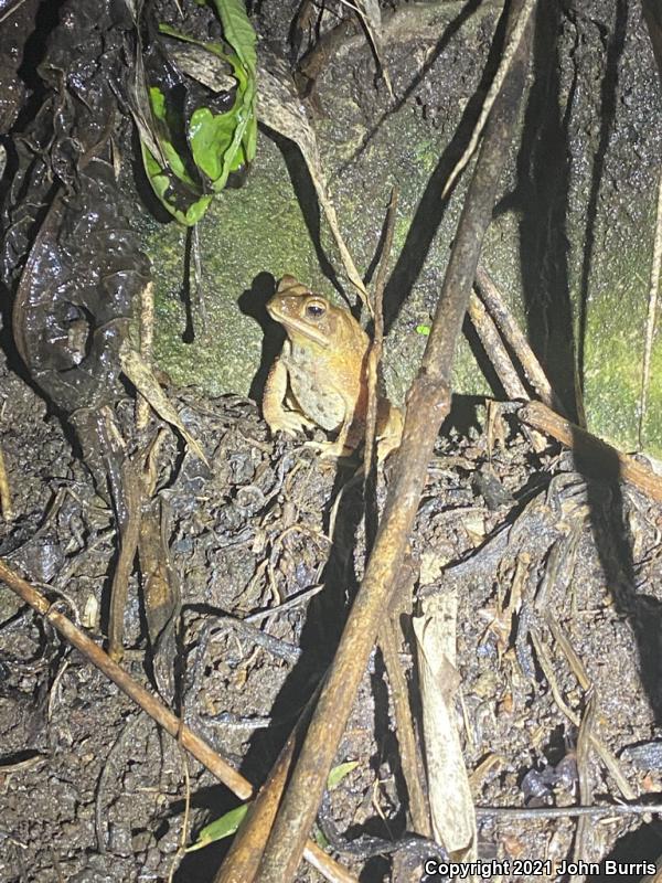 Southern Gulf Coast Toad (Ollotis valliceps)