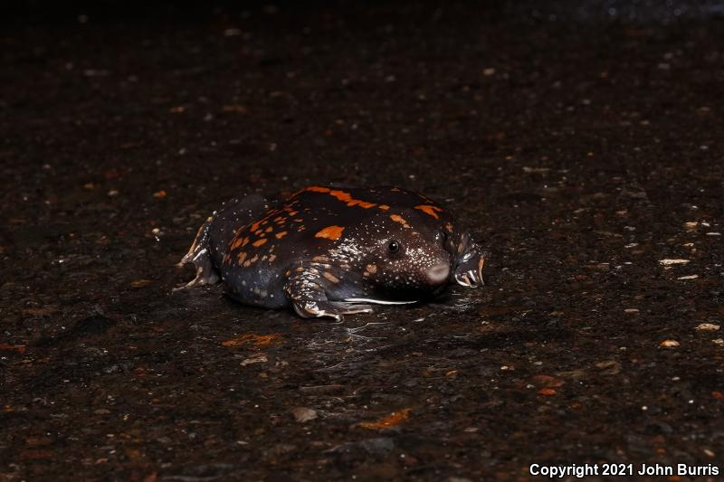Burrowing Toad (Rhinophrynus dorsalis)
