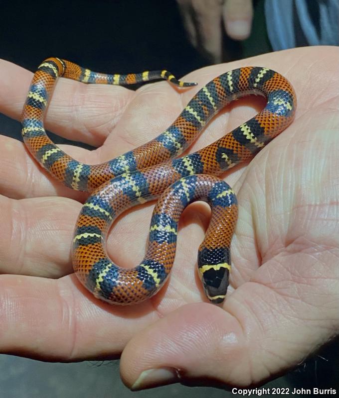 Veracruz Milksnake (Lampropeltis triangulum polyzona)