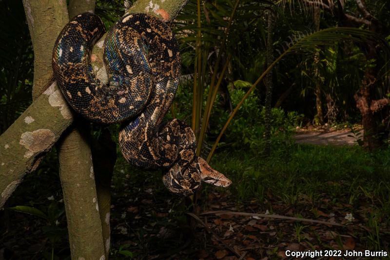 Mexican Boa Constrictor (Boa constrictor imperator)