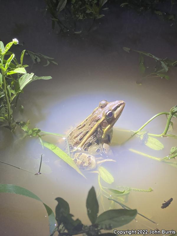 Rio Grande Leopard Frog (Lithobates berlandieri)