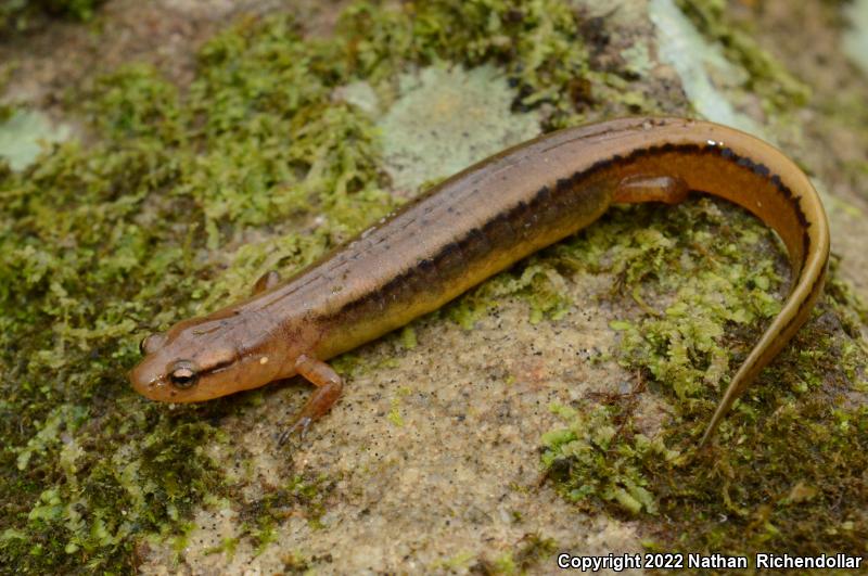 Dark-sided Salamander (Eurycea aquatica)