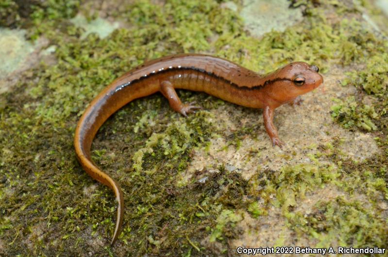 Dark-sided Salamander (Eurycea aquatica)