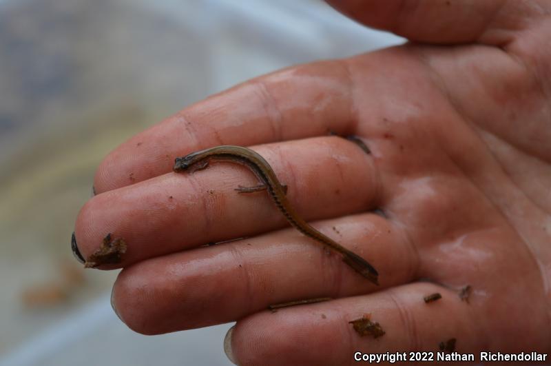 Dwarf Salamander (Eurycea quadridigitata)