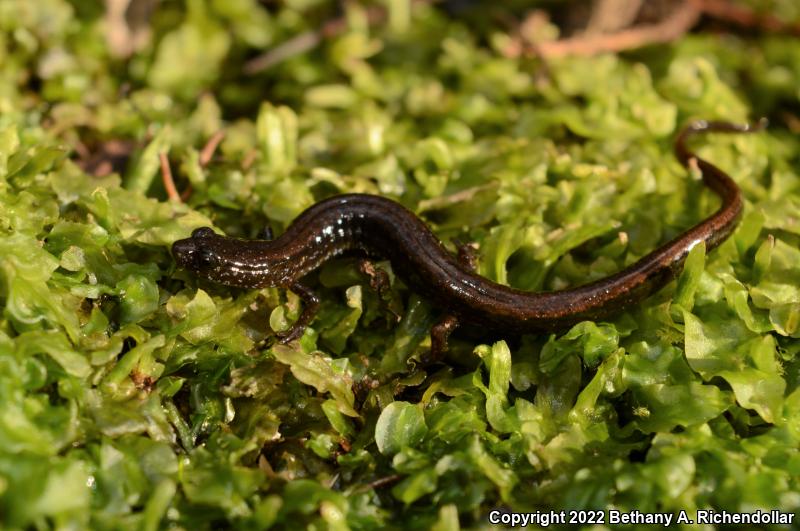 Dwarf Salamander (Eurycea quadridigitata)