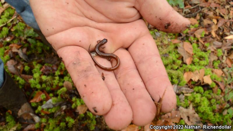 Dwarf Salamander (Eurycea quadridigitata)