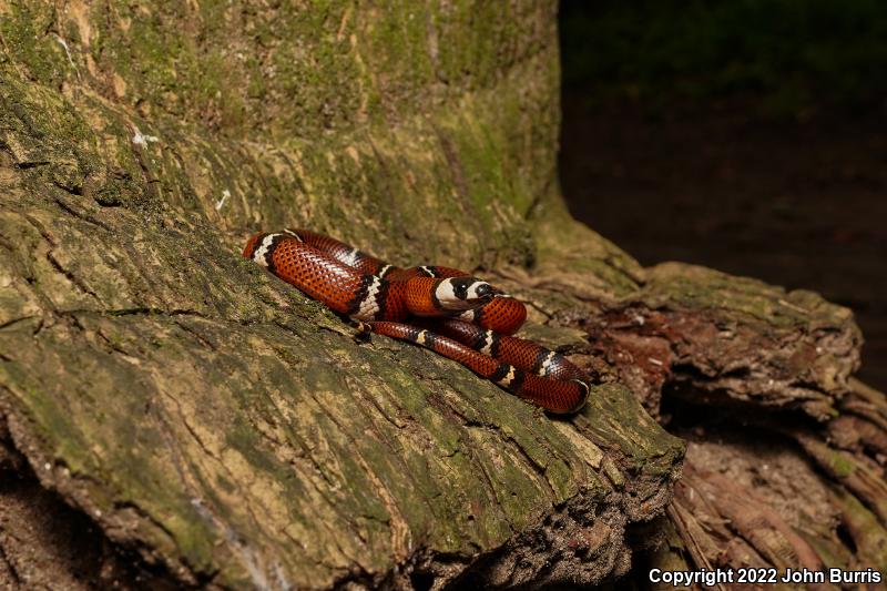 Veracruz Milksnake (Lampropeltis triangulum polyzona)