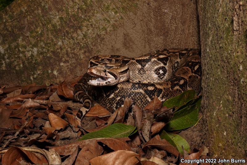 Mexican Boa Constrictor (Boa constrictor imperator)