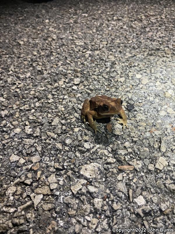 Southern Gulf Coast Toad (Ollotis valliceps)