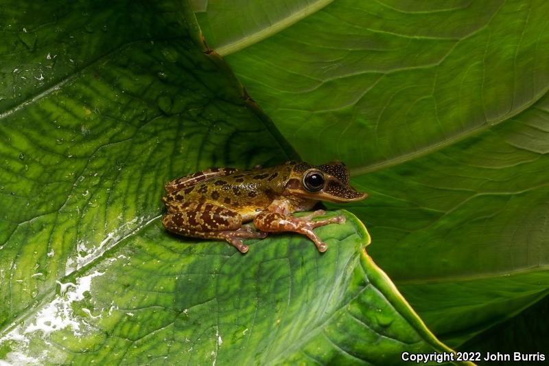 Yucatán Casque-headed Treefrog (Triprion petasatus)