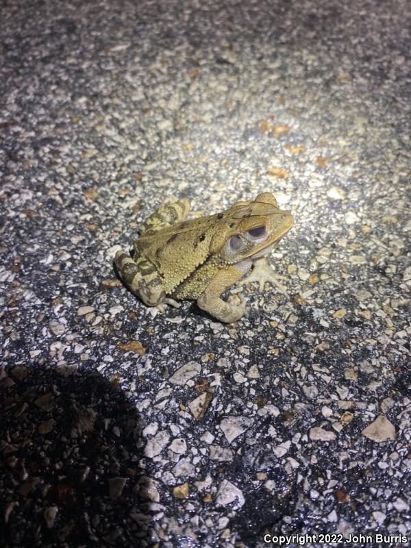 Southern Gulf Coast Toad (Ollotis valliceps)