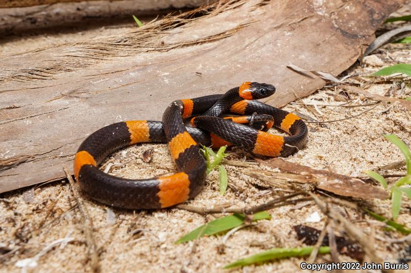 Snail-eating Thirst Snake (Dipsas brevifacies)