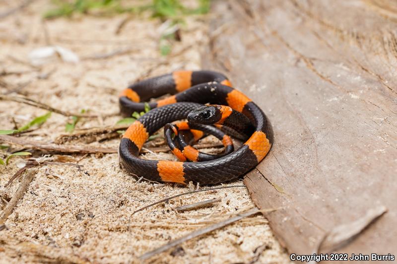 Snail-eating Thirst Snake (Dipsas brevifacies)