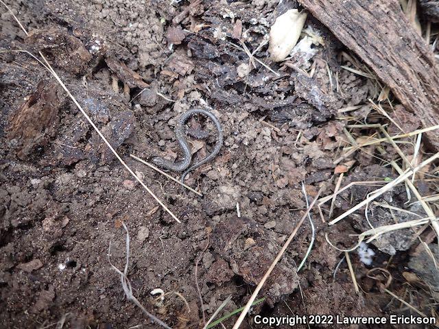 Gabilan Mountains Slender Salamander (Batrachoseps gavilanensis)