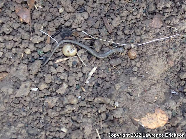 Gabilan Mountains Slender Salamander (Batrachoseps gavilanensis)