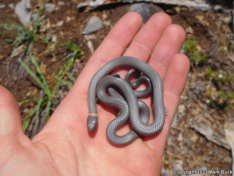 Coral-bellied Ring-necked Snake (Diadophis punctatus pulchellus)