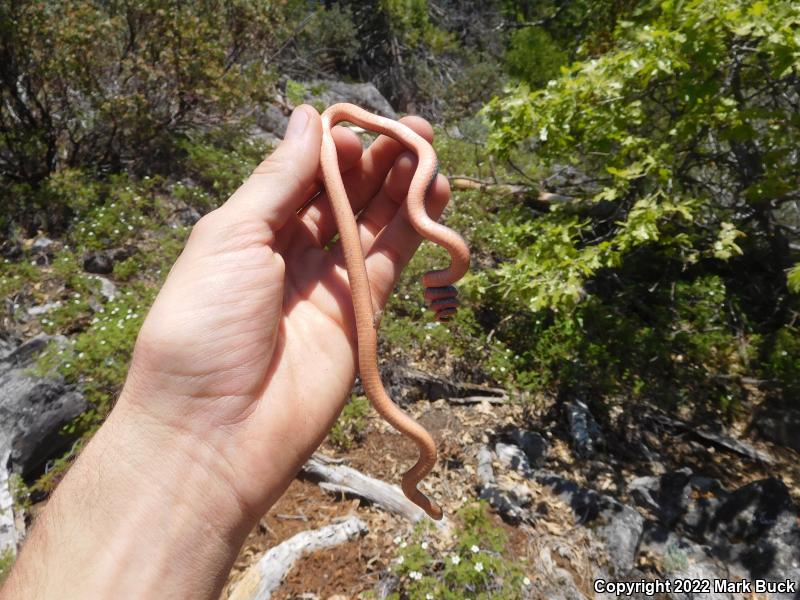 Coral-bellied Ring-necked Snake (Diadophis punctatus pulchellus)