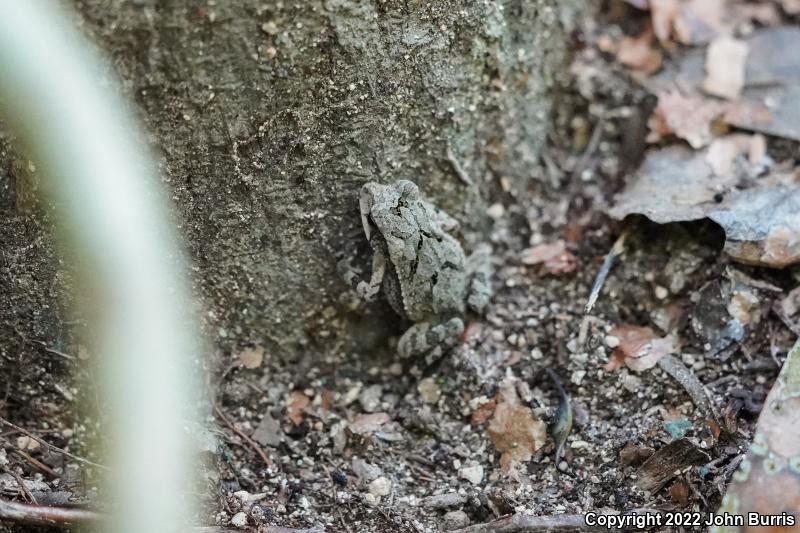 Southern Gulf Coast Toad (Ollotis valliceps)