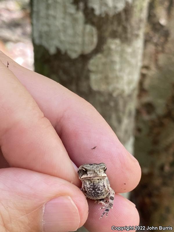 Southern Gulf Coast Toad (Ollotis valliceps)