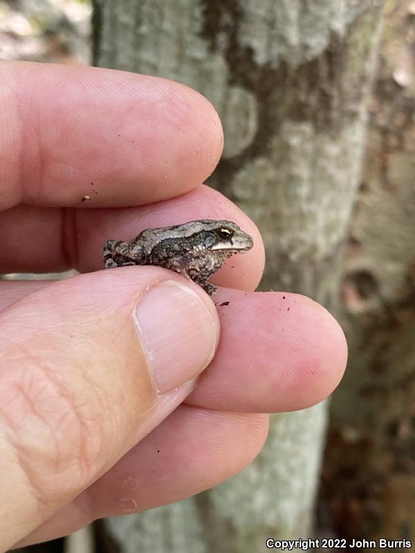 Southern Gulf Coast Toad (Ollotis valliceps)