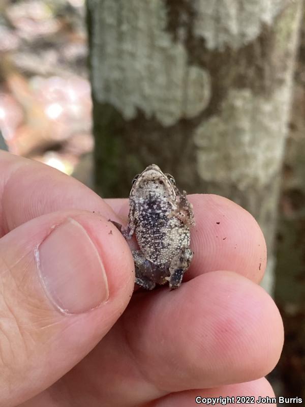 Southern Gulf Coast Toad (Ollotis valliceps)