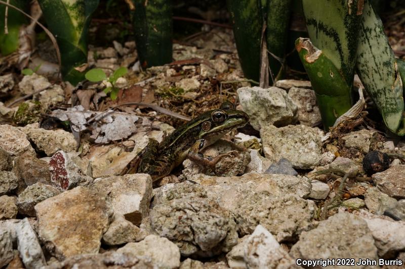 Brown's Leopard Frog (Lithobates brownorum)