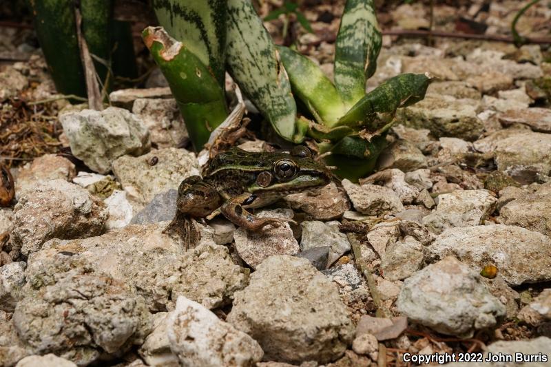 Brown's Leopard Frog (Lithobates brownorum)