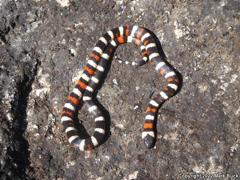 Sierra Mountain Kingsnake (Lampropeltis zonata multicincta)