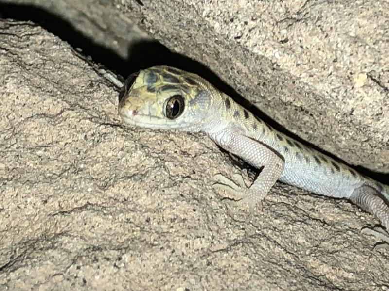 Sandstone Night Lizard (Xantusia gracilis)