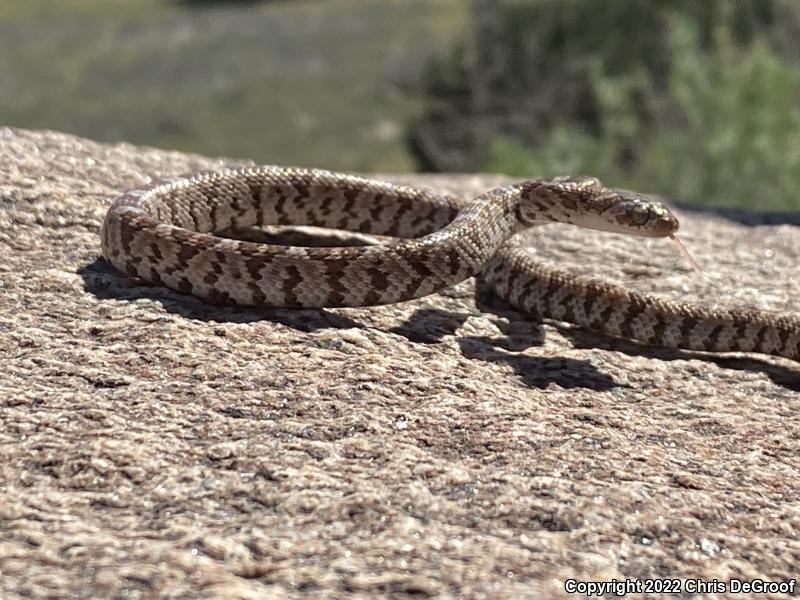 Baja California Lyresnake (Trimorphodon biscutatus lyrophanes)