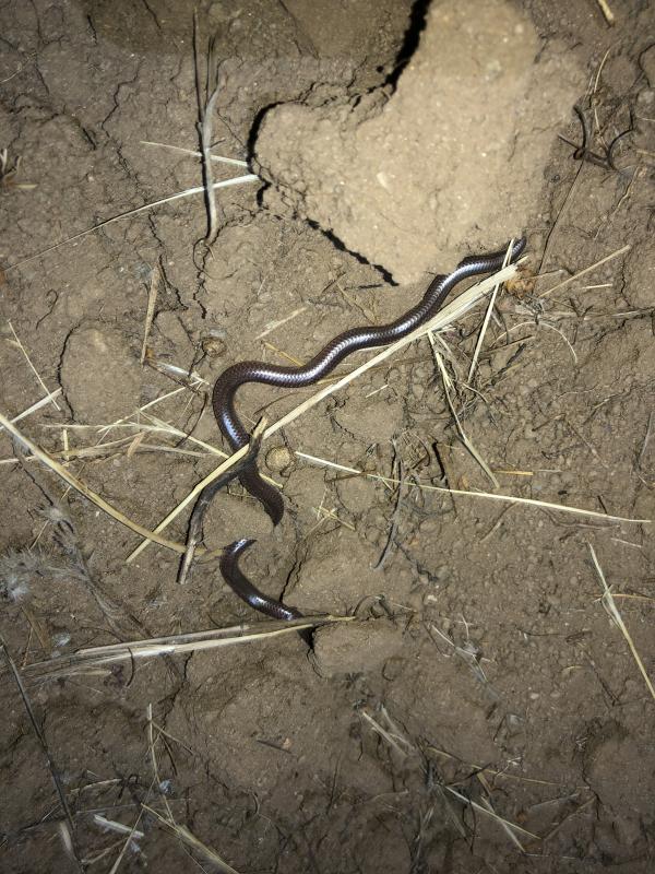 SouthWestern Threadsnake (Leptotyphlops humilis humilis)