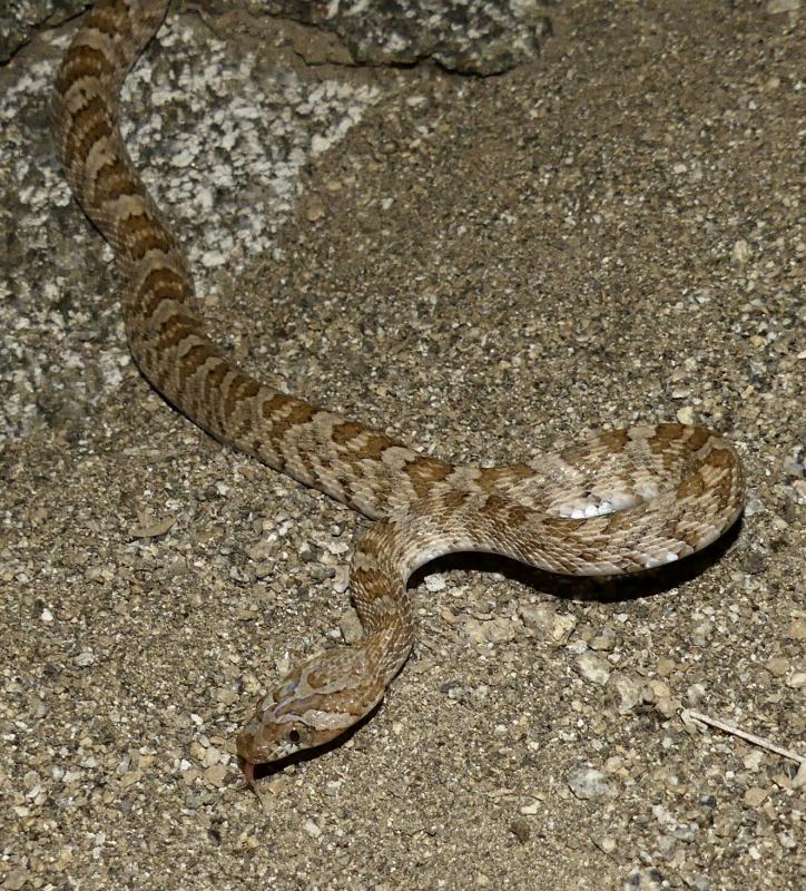 Baja California Lyresnake (Trimorphodon biscutatus lyrophanes)