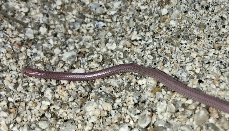 Desert Threadsnake (Leptotyphlops humilis cahuilae)